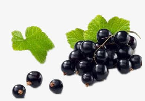 Aogubio supply kapsul minyak hitam Currant suplemen kesehatan kapsul minyak Currant hitam kualitas tinggi - Product Image 2