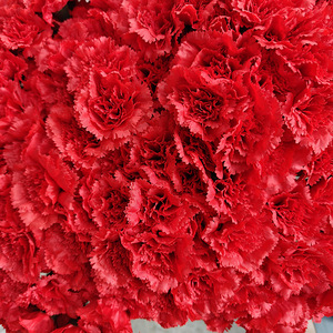 Crisantemos Artificiales en Oferta, Que No se Marchitan Fácilmente, Ideales como <span class=keywords><strong>Flores</strong></span> Conmemorativas para Familiares Fallecidos - Product Image 3