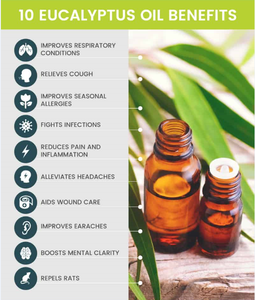 Huile essentielle d'eucalyptus 100% pure naturelle biologique, qualité cosmétique, pour produits cosmétiques, matière première - Product Image 6