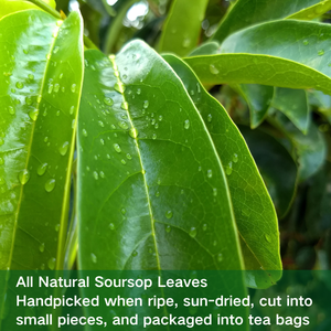 100% ถุงชาธรรมชาติจาก <span class=keywords><strong>Guyabano</strong></span> Soursop ใบชา - Product Image 4