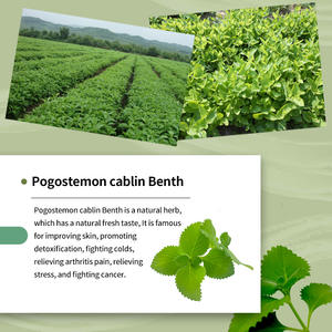 Shampooing feuille de cyprès direct d'usine formule de <span class=keywords><strong>gel</strong></span> <span class=keywords><strong>antipelliculaire</strong></span> et antiprurigineuse parfum anglais transfrontalier taches de gros - Product Image 3