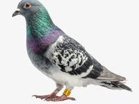Bagues de patte légères 2026 pour pigeons étrangers, bagues de patte en aluminium et plastique pour pigeons voyageurs, fournitures pour toutes les aves
