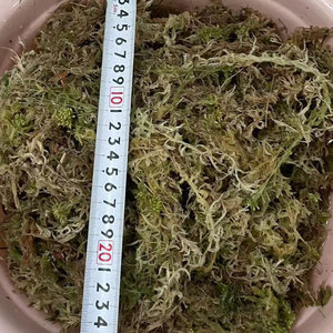 Sol nutritif spécial <span class=keywords><strong>pour</strong></span> orchidée papillon Dendrobium sphaigne mousse et plate-forme d'eau de <span class=keywords><strong>tortue</strong></span> <span class=keywords><strong>pour</strong></span> matériel végétal de jardin - Product Image 3