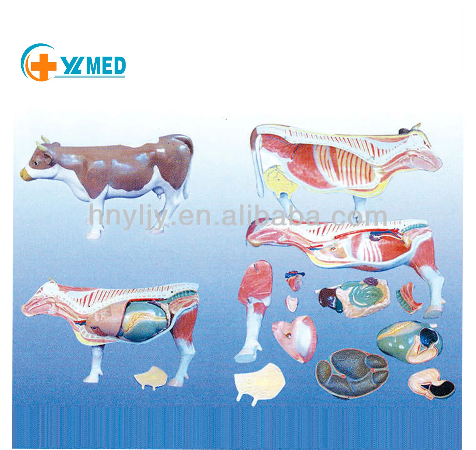 High quality teaching cow cattle acupuncture animal anatomy model for students learning