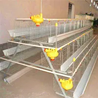 Automatic Poultry Farm Equipment, Layer Laying Hens
