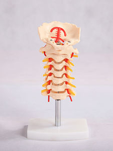 Modèle de <span class=keywords><strong>squelette</strong></span> de la colonne vertébrale cervicale BIX-A1021 Chinon avec mannequin nerveux du disque intervertébral Occiput de l'artère carotide commune - Product Image 3