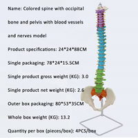 Modèle de colonne vertébrale anatomique de la colonne vertébrale humaine flexible en PVC 3D avec nerfs anatomie didactique nerfs pelvis pour la science