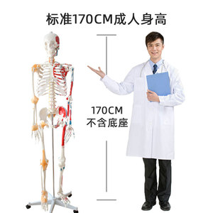 Modèle squelettique humain pour la recherche médicale, avec articulations osseuses, moitié des ligaments et moitié des muscles, modèle médical de 170 cm en taille réelle - Product Image 3