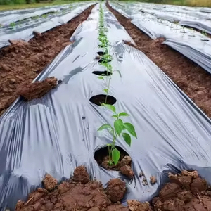 <span class=keywords><strong>Film</strong></span> plastique agricole perforé pour paillis de plantation - Product Image 3