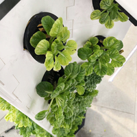 Serre intelligente à faible coût tour verticale aéroponique systèmes de culture hydroponique de jardin à vendre
