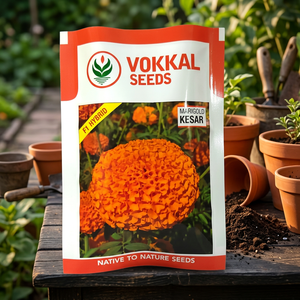 เมล็ดดอกดาวเรืองสีส้ม Vokkal KESAR 1000 เมล็ด คุณภาพพรีเมียมเพื่อดอกไม้สวยงาม - Product Image 3