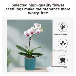 Pousses d'orchidées <span class=keywords><strong>Phalaenopsis</strong></span> et <span class=keywords><strong>Dendrobium</strong></span> en pot – Fleurs vertes purifiantes pour salons et intérieurs – Entretien facile - Product Image 3