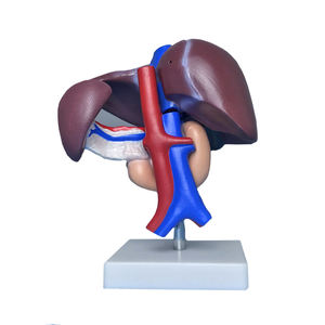 Vida tamaño Anatomía Humana hígado páncreas y el duodeno modelo cirugía médica modelo de pantalla - Product Image 3