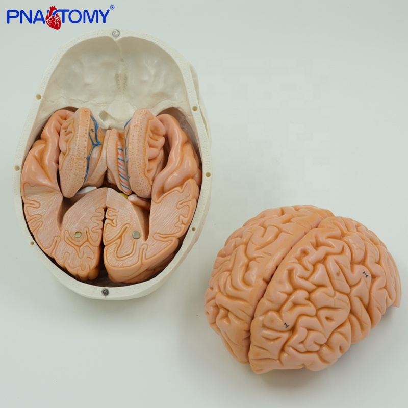 リラクゼーショングッズ Skull Lean Life Size Human Skull Model with 8 Parts Brain Anatomical Model