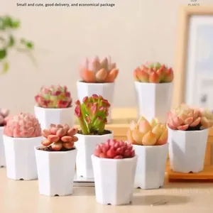 Pots de plantes succulentes modernes et écologiques en plastique Livraison gratuite Plantes vertes Petites plantes succulentes en pot <span class=keywords><strong>Cadeaux</strong></span> pour la maternelle - Product Image 2
