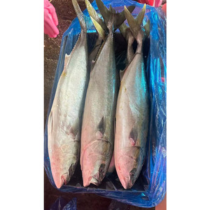 Pescado Congelado Taiseng, Cola Amarilla Entera, Tamaño 500-800g/unidad, para Supermercado - Product Image 4