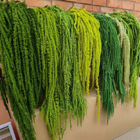 Grosir 5 tangkai/buket Bunga Amaranthus Hijau Segar Asli Awet Bunga Amaranth Kering Hiasan Bunga untuk Dekorasi Pernikahan