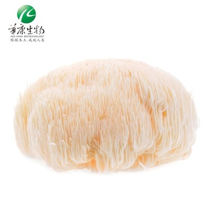 Estratto di fungo criniera di leoni istantanei organici criniera di leone e caffè fungo in polvere cibo Hericium Erinaceus sacro 7 estratto di funghi - Product Image 3