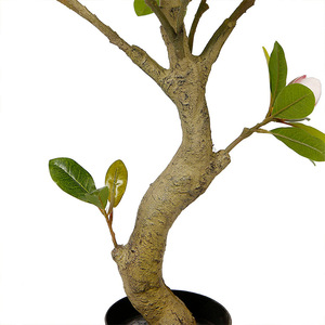 Planta Artificial <span class=keywords><strong>de</strong></span> Simulación MAN, Maceta con Flor Artificial, Árbol <span class=keywords><strong>de</strong></span> <span class=keywords><strong>Magnolia</strong></span> <span class=keywords><strong>de</strong></span> 1.5 Metros, Simulación <span class=keywords><strong>de</strong></span> <span class=keywords><strong>Magnolia</strong></span>, Decoración para el Hogar, Bonsái - Product Image 2
