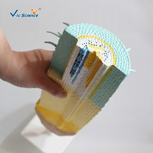 Matériel pédagogique : Modèles de plantes pour l'enseignement de la biologie au collège ; Modèle de section longitudinale de racine de maïs. - Product Image 4