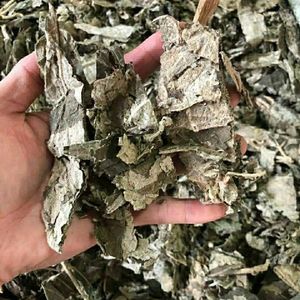 DA Ye Zi Zhu bigleaf beautyberry Leaf ก้านธรรมชาติ Callicarpa macrophylla - Product Image 6