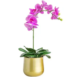 GG340 Nordic Modern Garden Home Decor Flowerpot Golden Iron Art Green Plant Succulent Hydroponic Potted Flower Pot