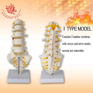 Modelo Lumbar 5 piezas 6 vértebras hueso FRT036 raíz nerviosa y lado derecho nervio sacro rama ciática herramienta <span class=keywords><strong>de</strong></span> enseñanza - Product Image 4