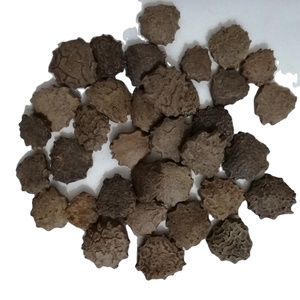 木别子干成熟的苦瓜种子，用于草药 - Product Image 1