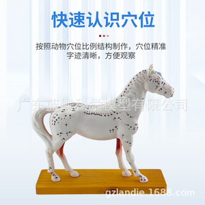 Modèles d'acupuncture corporelle pour chien, chat, cochon, vache et cheval ; points d'acupuncture canine ; acupuncture animale ; enseignement vétérinaire - Product Image 5
