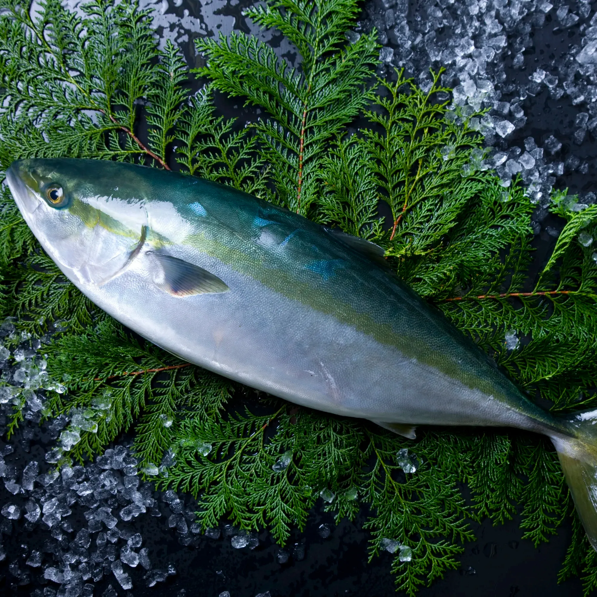 Filet de queue jaune japonais surgelé Fruits de mer Poisson congelé