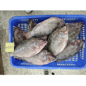 <span class=keywords><strong>Pesce</strong></span> Congelato Economico: Tilapia Eviscerata e Squamatata, Orata GS 550-750g, Vendita all'Ingrosso per Aziende dalla Cina - Product Image 5
