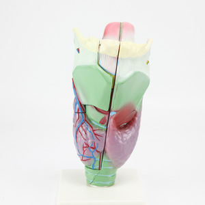 Modèle anatomique du larynx (larynx agrandi), cavité laryngopharyngée, otolaryngologie, équipement expérimental biologique - Product Image 2