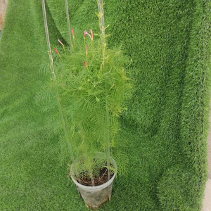 Plantes d'intérieur, plantes grimpantes soutenues par des treillis, <span class=keywords><strong>lierre</strong></span> avec treillis, treillis transparents en acrylique en forme de U pour plantes en pot - Product Image 1