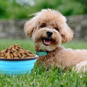 Bol pliable pour chien et chat avec logo personnalisé, bol en silicone pliable pour animaux de compagnie, voyage, extérieur, portable, pliable, pour boire de l'eau, manger, nourrir - Product Image 3