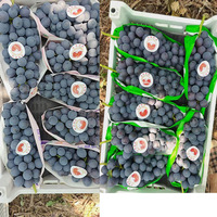 Tissu non tissé agricole, tissu non tissé en polypropylène (PP) spunbond, tissu de protection contre le froid pour fruits et légumes