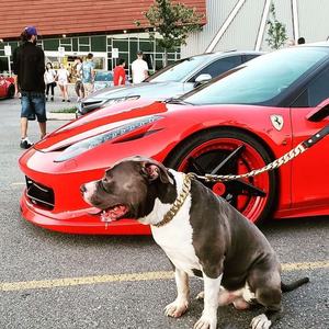 Cadena de metal cubana de acero inoxidable personalizada, <span class=keywords><strong>collar</strong></span> para perro de diseño con bandera estadounidense, 2020 - Product Image 6