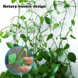 Clip mural auto-adhésif <span class=keywords><strong>pour</strong></span> plantes grimpantes, fixation <span class=keywords><strong>pour</strong></span> feuilles, rotin et lianes, boucle de maintien, crochet de traction, clips de jardin - Product Image 1