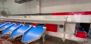 Sermac 2 líneas para aguacate en España diseño profesional línea de clasificación de frutas usadas al por mayor clasificador automático de frutas clasificador - Product Image 6