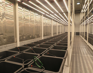 Grand seau hollandais Bato <span class=keywords><strong>pour</strong></span> serre, hydroponie, aéroponie, utilisation en ferme, système de culture, bac de culture de jardin - Product Image 5