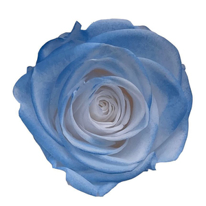 Fleurs Éternelles USA : Têtes de Roses Préservées Style Chansons, Qualité Supérieure pour Événements Spéciaux - Product Image 6