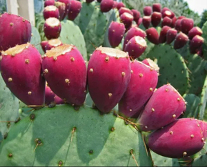 하이 퀄리티 가시 배 분말 Opuntia ficus 인디카 드럼 선인장 과일 추출물 분말 - Product Image 3