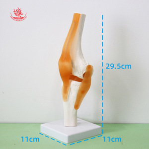 Modèle d'articulation du genou humain FRT029, modèle pédagogique en PVC avec ligaments, structure de l'articulation du genou et du rotule. - Product Image 2