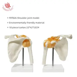 FRT026 Human Skeleton Model Shoulder Joint Model With Ligament Medical Science Shoulder Anatomy Teaching Supplies