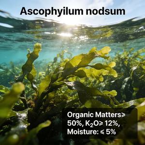 Engrais organique à base <span class=keywords><strong>d</strong></span>'algues noires Agrinorm, extrait <span class=keywords><strong>d</strong></span>'Ascophyllum Nodosum en poudre, 100% soluble dans l'eau, améliore la qualité des fruits en agriculture - Product Image 6