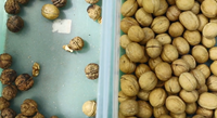 Machine de tri de noix de type convoyeur à alimentation directe d'usine chinoise, avec caméra CCD multi-vues pour le tri des noisettes, des noix de Grenoble et des noix de cajou