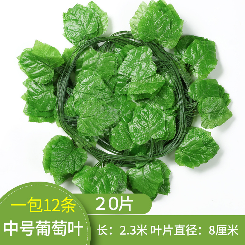 องุ่นขนาดกลาง 20 ใบ (12 แถบ) หนึ่งแพ็ค