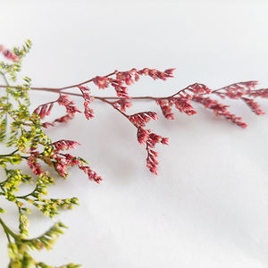 Korunmuş doğal kurutulmuş çiçekler toptan caspia puslu Limonium korunmuş Limonium çiçekler çim korunmuş çiçekler ve bitkiler - Product Image 6