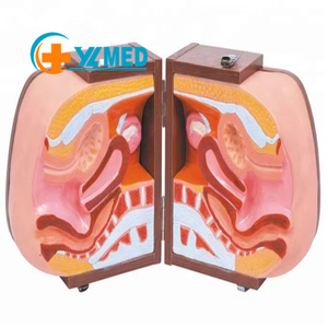 Modèle d'entraînement à la contraception féminine pour l'enseignement des sciences médicales, modèle anatomique, modèles éducatifs, matériel <span class=keywords><strong>pédagogique</strong></span> CN;HEN - Product Image 4