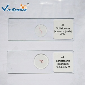 สไลด์ตัวอ่อนไก่ 48 ชั่วโมง แบบติดตั้งเต็มรูปแบบ รูปตัว C สมอง 3 ส่วน สำหรับ<span class=keywords><strong>การ</strong></span>สอนชีววิทยาและพัฒนาการตัวอ่อน ได้รับมาตรฐาน CE ISO ROHS CNAS - Product Image 4