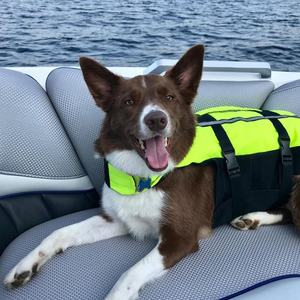 جديد DesigDogn سلامة ملابس السباحة عاكس تعويم سترة قابل للتعديل المنقذ الكلب الملابس - Product Image 5